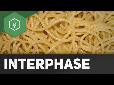 Interphase explained in detail
