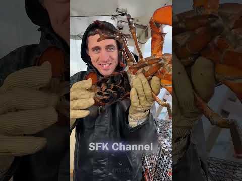 Quy định khắt khe về việc đánh bắt tôm hùm ở MỸ!!!