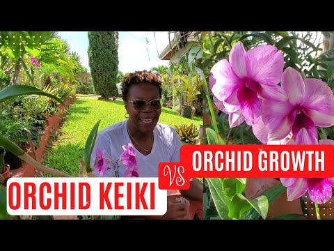 How to plant baby orchids || Orchid keiki vs  New growth||