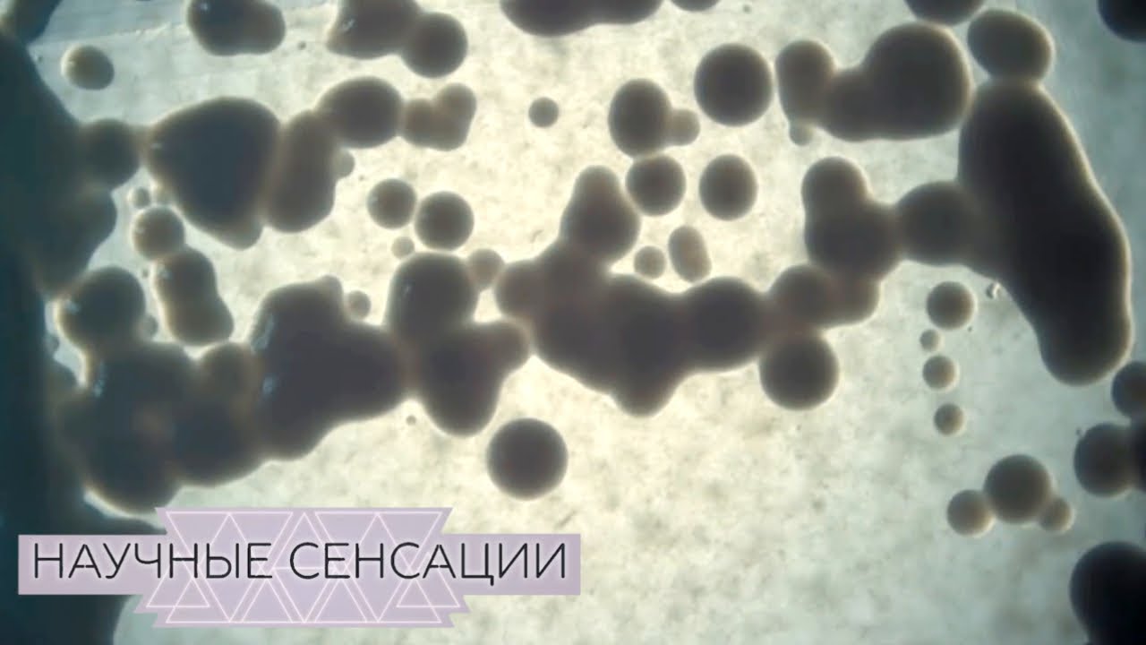 Бактерии правят миром. Фильм #1 - Научные сенсации