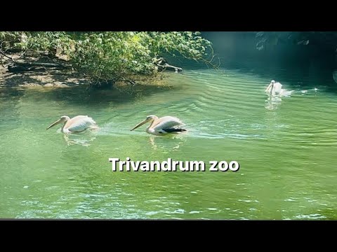 Trivandrum zoo|Exploring Trivandrum | Museum| Malayalam vlog
