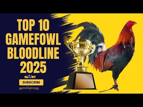 TOP 10 GAMEFOWL BLOODLINES 2025 BEST OF THE BEST MGA KASABONG!