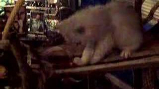 Persephone and the cactus "tree"