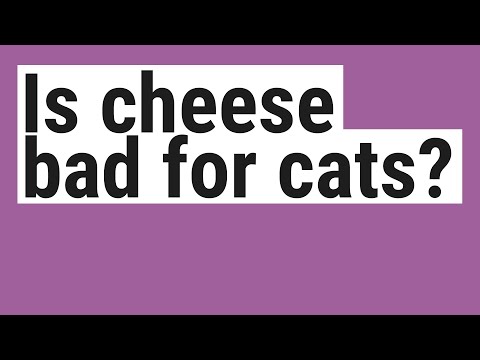 Is cheese bad for cats?