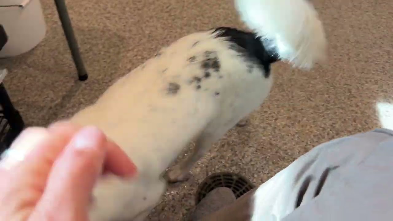 Norman: The Sweet, Ready‑for‑Adventure pup from Hondo, a Adoptable mixed breed in Austin, TX video 2/6