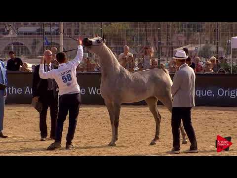 N.58 D AJAYEB - Menton 2018 - 3 Years Old Fillies (Class 3)