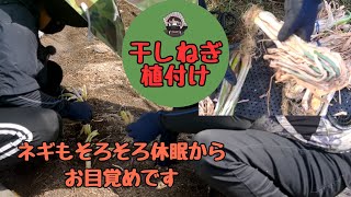 Dried green onions were planted. [Dried green onions] [Kujo green onions] [Home garden]