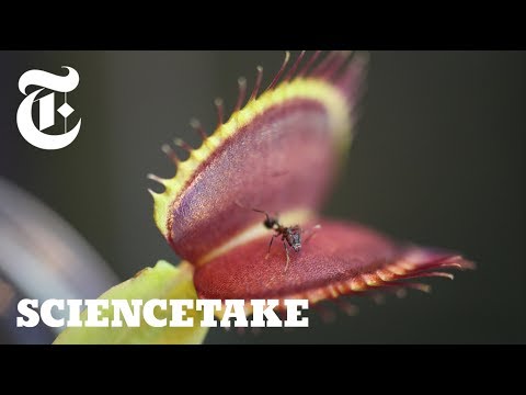 This Is How Venus Flytraps Know When It's Time To Clamp Up And Digest Their Prey