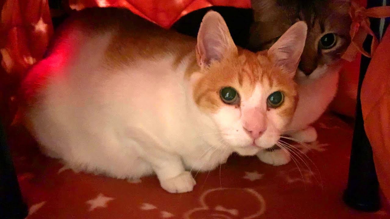 あけまして新しい猫用コタツです