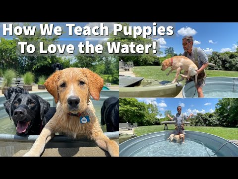 How We Teach Puppies To Love The Water | Labrador Retriever Puppy Training Session