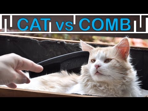 Cats gag reflex to comb/Maine Coon Iggy