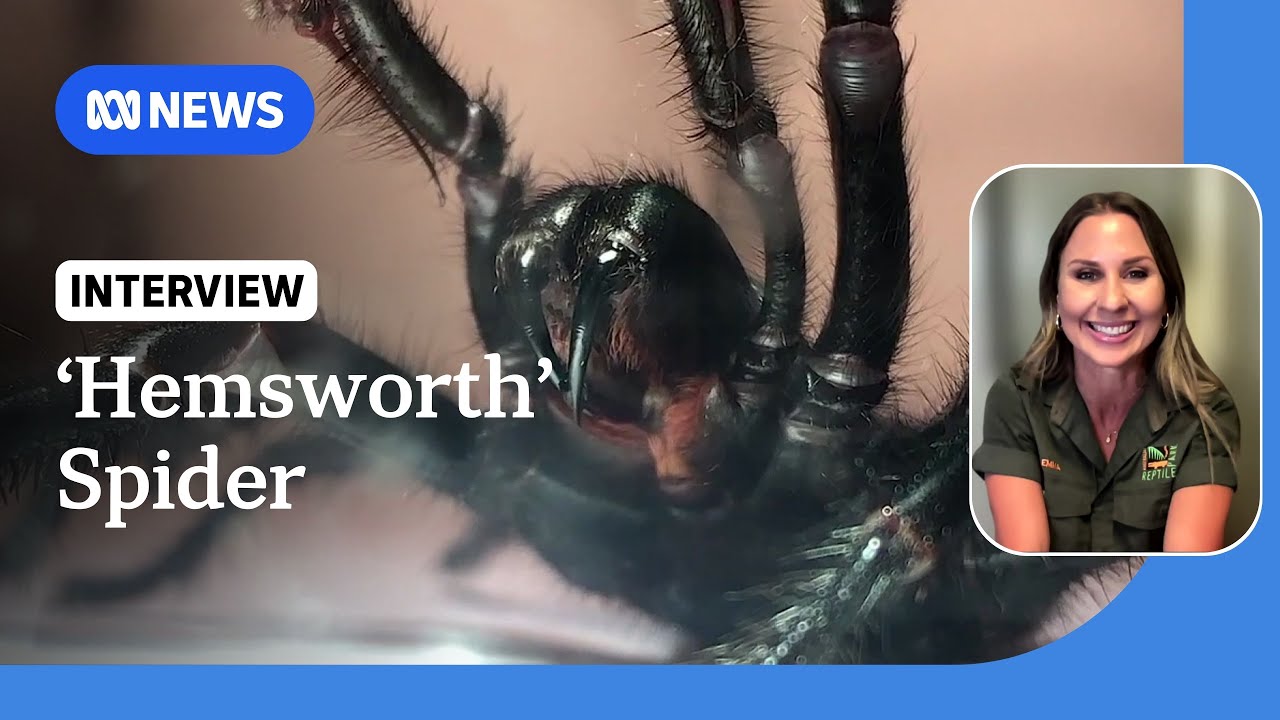 Record-breaking funnel-web spider 'Hemsworth' to be milked for venom | ABC News