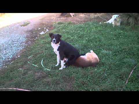 El perro más cómodo del mundo