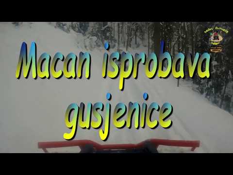442.DEČKI ŽUTNICE - Macan isprobava gusjenice