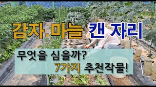 감자 마늘 캔 자리 무엇을 심을까? 7가지 추천 작물! #6월말 7월 초에 심을 수 있는 작물 #들깨 심는 …