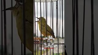 Download lagu PLECI NGEBREN CIBLEK‼️ #totalbukpar #kicaumania mp3 Download lagu PLECI NGEBREN CIBLEK‼️ #totalbukpar #kicaumania mp3