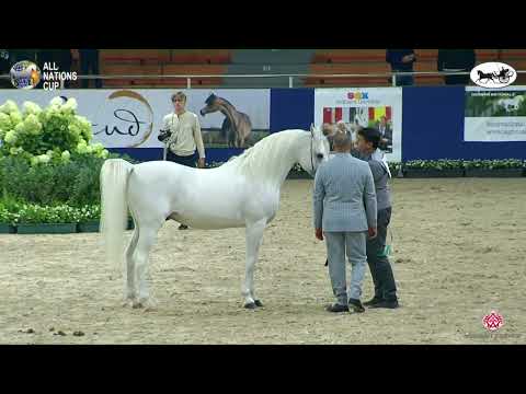 N 34 SAFEER BY SIBILLA   AACHEN 2022   National Championship   Stallions 4+ Years Old Class 10 12