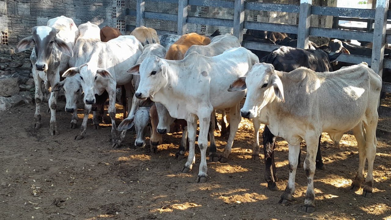 Feita de Animais de Frei Miguelinho Pernambuco com muitas Criações 01/10/2024