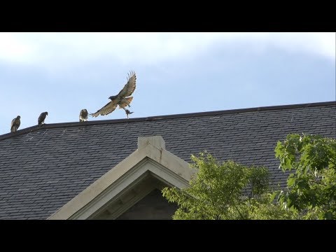 Cornell Red-tailed Hawks Highlights, 6/18/2019 (HD)