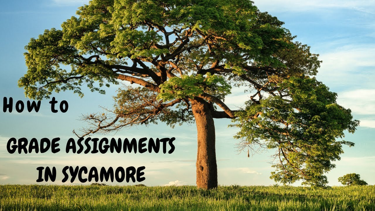 How to Grade Assignments in Sycamore