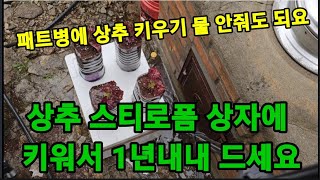 상추를 아파트 베란다에서 패트병에 자동급수로 1년내내 먹는방법! #상추재배 #상추키우기 #상추수경재배 #상추…