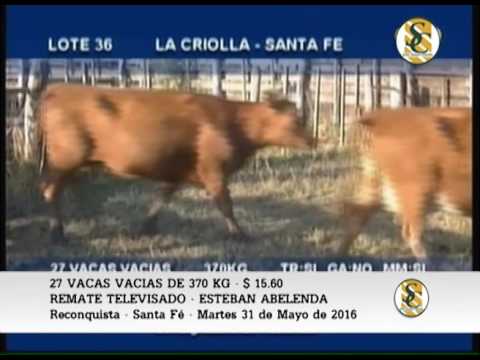 Venta de Vientres - Remate Televisado ESTEBAN ABELENDA - 31-05-16