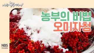 [나는농부다 216회]  농부의 비법 새콤달콤 오미자청 만들기