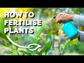 How to Fertilise Plants