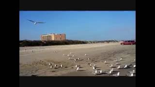 Mi Banda El Mexicano - Paloma Blanca (Gaviotas en la playa de Corpus Christi, Texas)