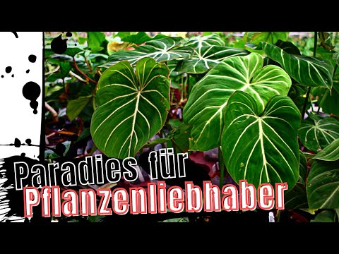 The RIGHT thing for all PLANT LOVERS | Monstera, Alocasia, Philodendron - Fair 2022