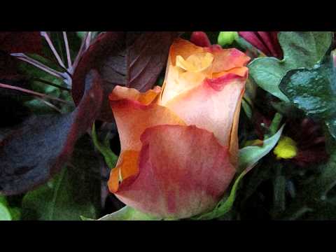 Opwekking 255 Ik wil U prijzen Heer