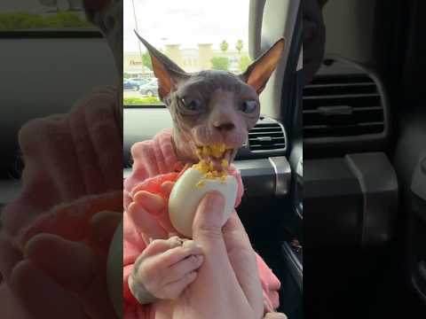 Eggs and adventures with Kiri 🐾🥚 #sphynx #hairlesscat #asmr #sphynxcat #cat