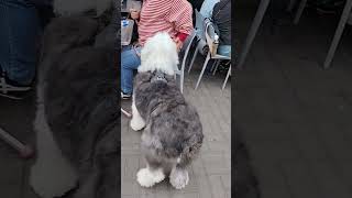 Download lagu waiting for her breakfast huggable doggy ๐๐๐๐๐ฆฎ๐โ๐ฆบ๐ฉ mp3 Download lagu waiting for her breakfast huggable doggy ๐๐๐๐๐ฆฎ๐โ๐ฆบ๐ฉ mp3