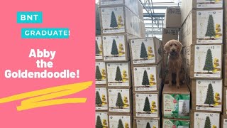 Download Lagu Easton Dog Trainers ||| 1 Year Old Goldendoodle, Abby Thumbnail
