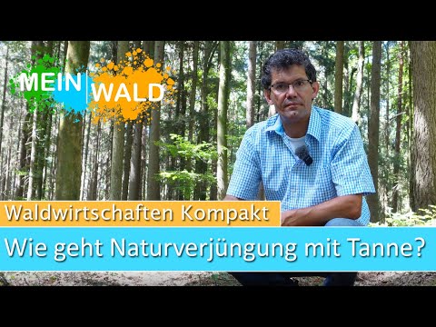 Naturverjüngung Tanne - Vom Samenbaum zum Jungbestand - Wir erklären euch, wie es funktioniert