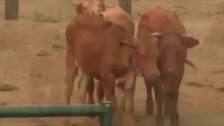 Feds Burning Cows ALIVE, Torching Homes, Imprisoning Ranchers!