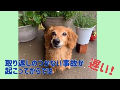 ワンワンU・x・Uお悩み相談室2️⃣9️⃣〜越前市「ちび太くん」#自転車の並進は違反 #自転車は縦一列で走って安全に🚴‍♀️🚴‍♀️🚴‍♀️
