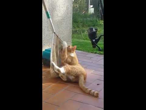 Les bétises de garfield ep1