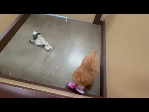 Miniature Poodle - 335 video preview