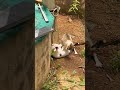 Angry Male Cats Fighting