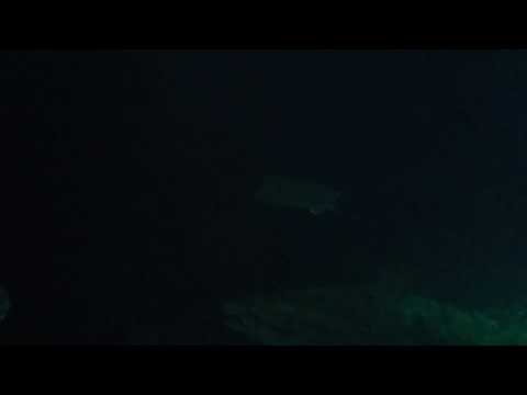 Dieser HAI der einen menschen töten kann