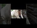 Ciri Ciri Domba Hamil