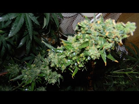 06. Kasza - W chuj topów / KLINinEASTWOOD