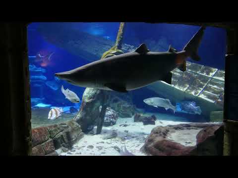 24 01 23 Concave shark and reef tank at the Long Island Aquarium