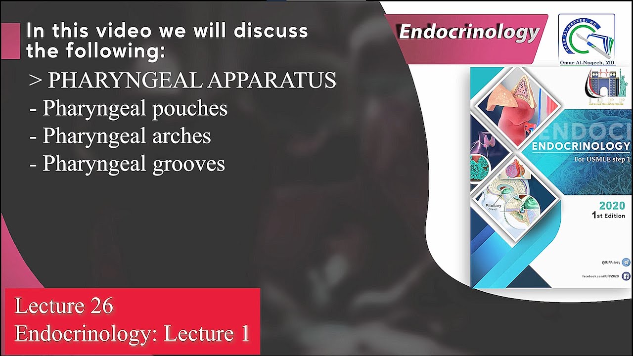 PHARYNGEAL APPARATUS: Pharyngeal pouches || Pharyngeal arches || Pharyngeal grooves