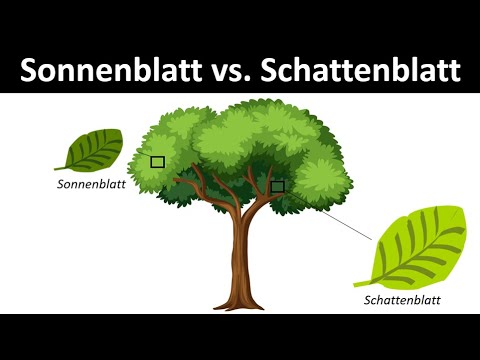 Sun leaf / light leaf and shade leaf in comparison [adaptations to photosynthesis]