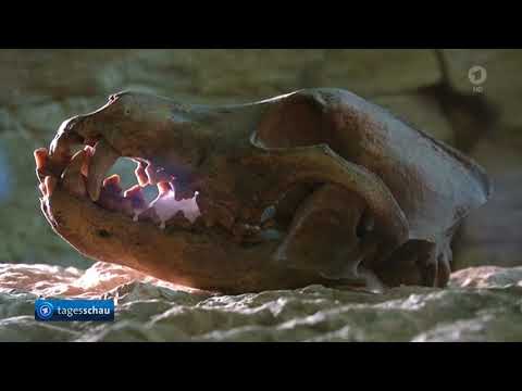 tagesschau 20:00 Uhr, 24.02.2018