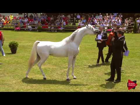 N.170 SINJAAR GB - Bruges 2018 Int B - Straight Egyptian Junior Colts (Class 111)