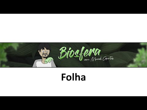 Morfologia da Folha