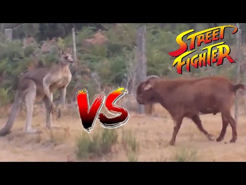 Animal Street Fighter (Kangaroo Vs Goat)